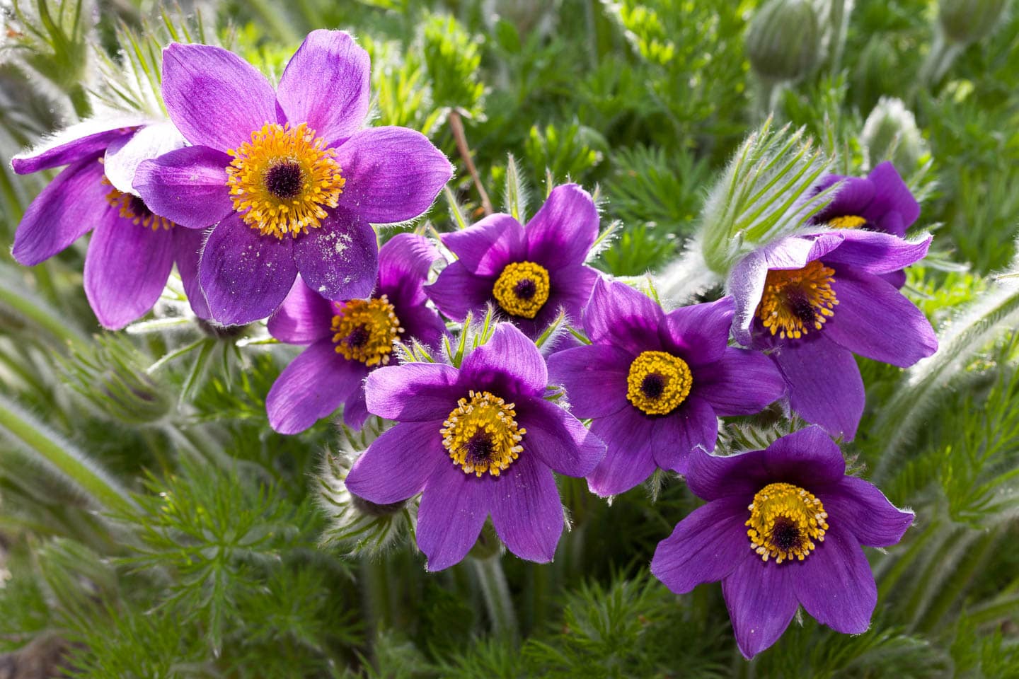 purple pasque flowers with yellow centers