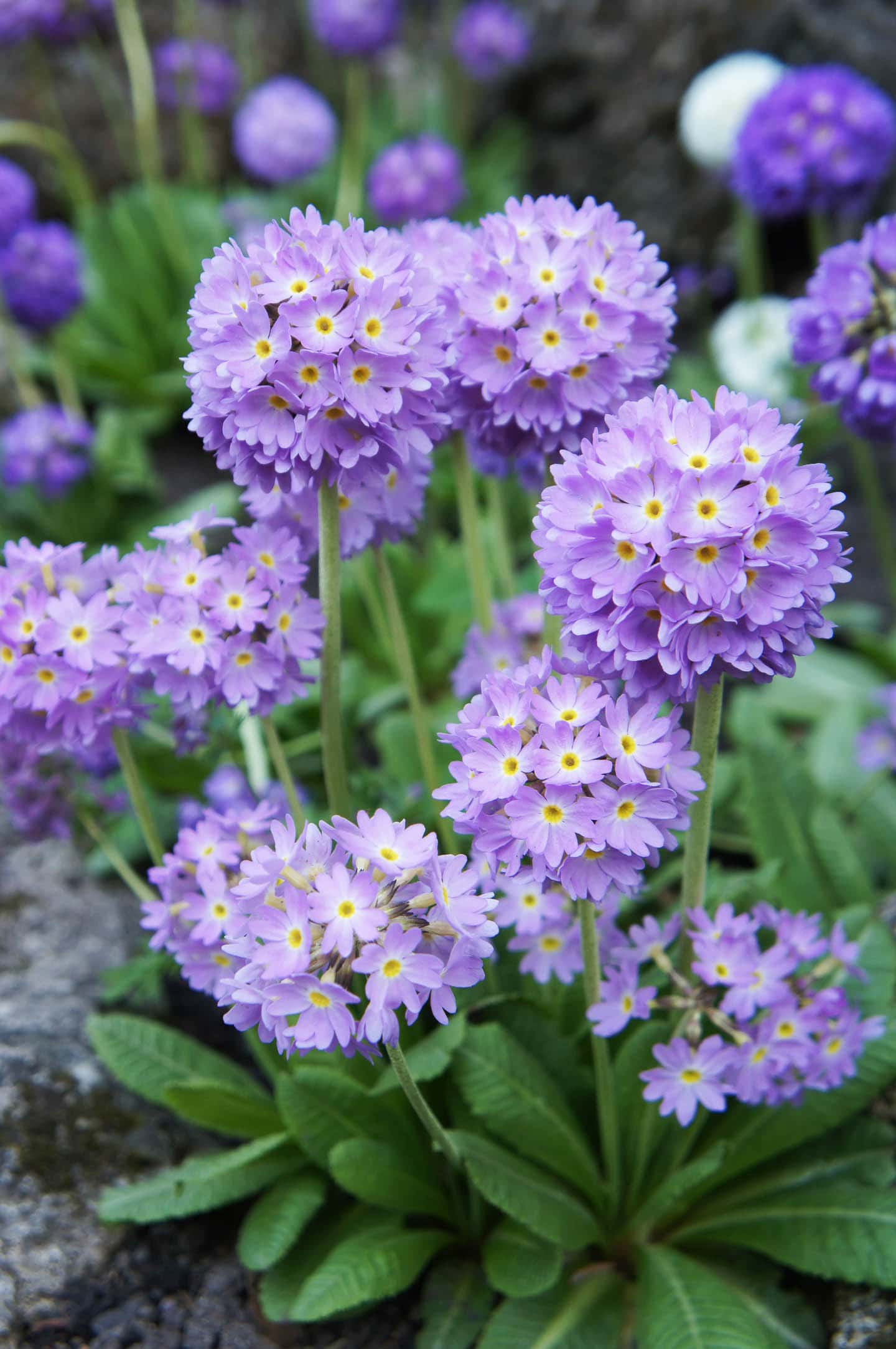 Primula denticulata (or drumstick primula) purple flowers