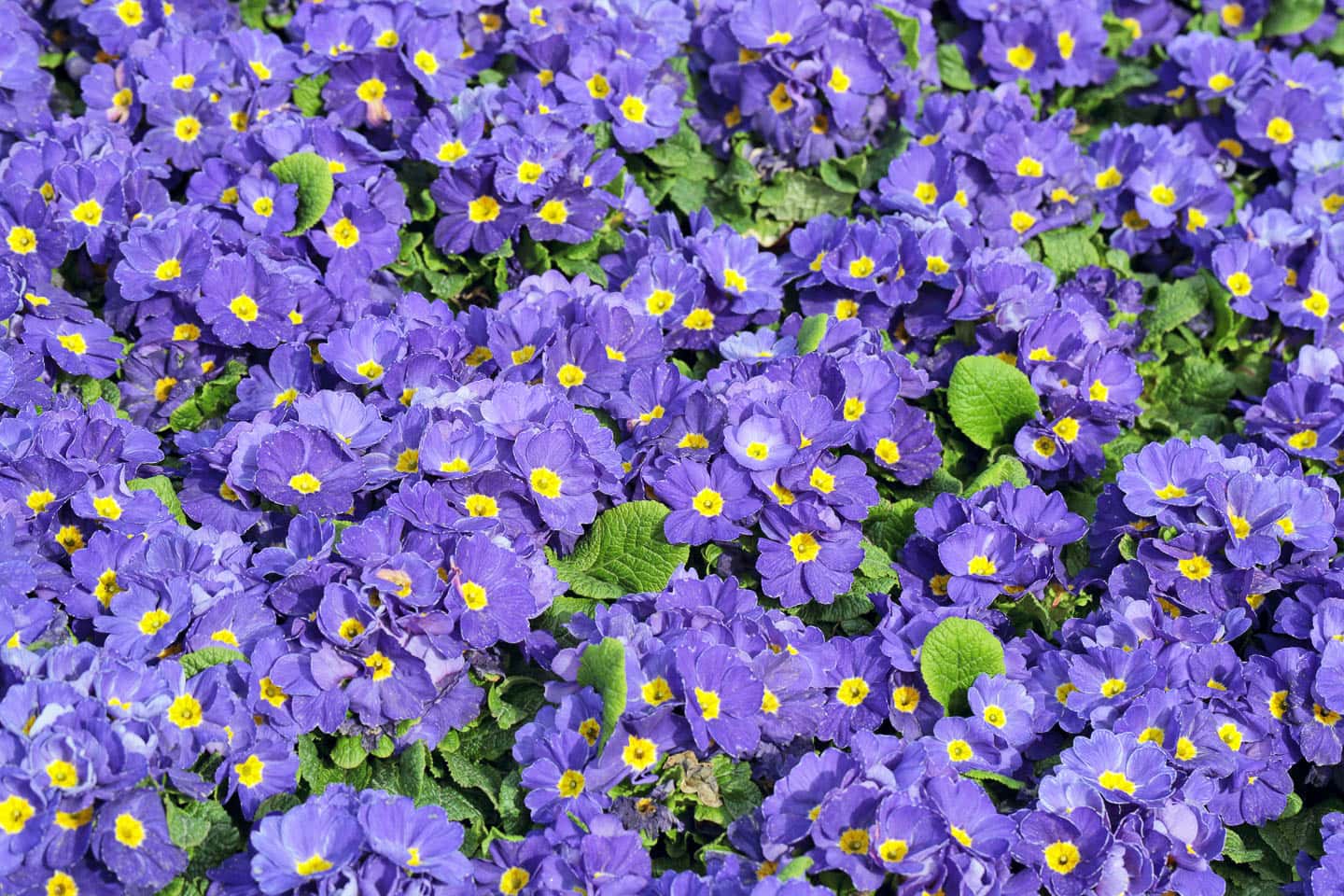 early spring annual purple primrose flowers with yellow centers