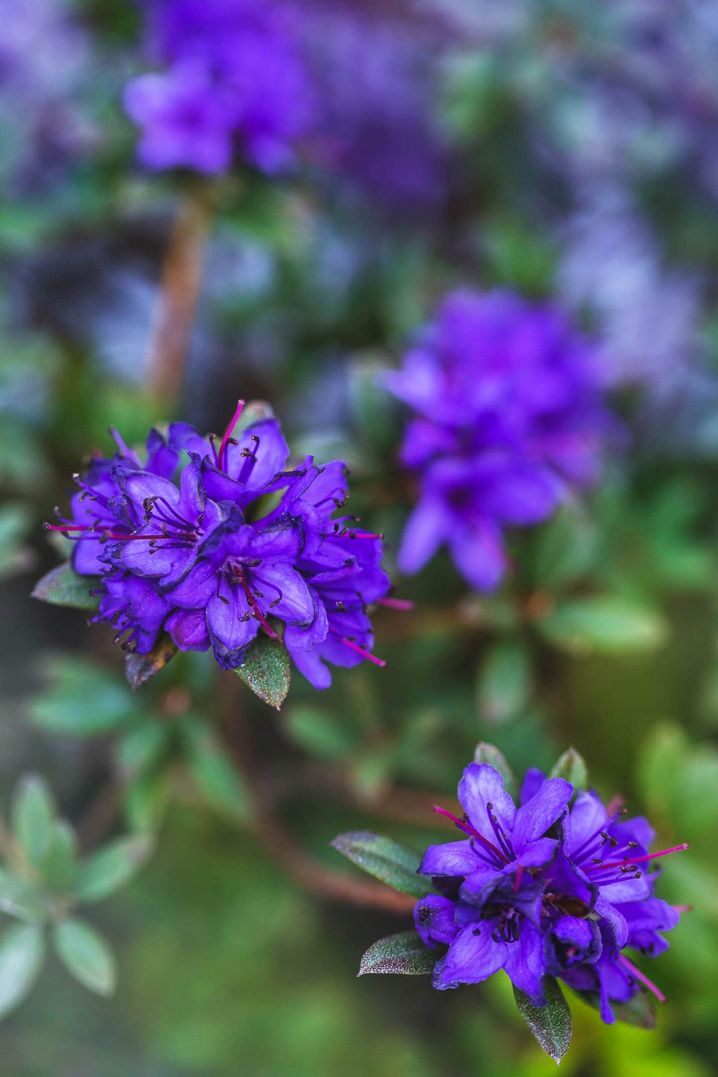 Rhododendron 'Blue Baron' with purple-blue flowers
