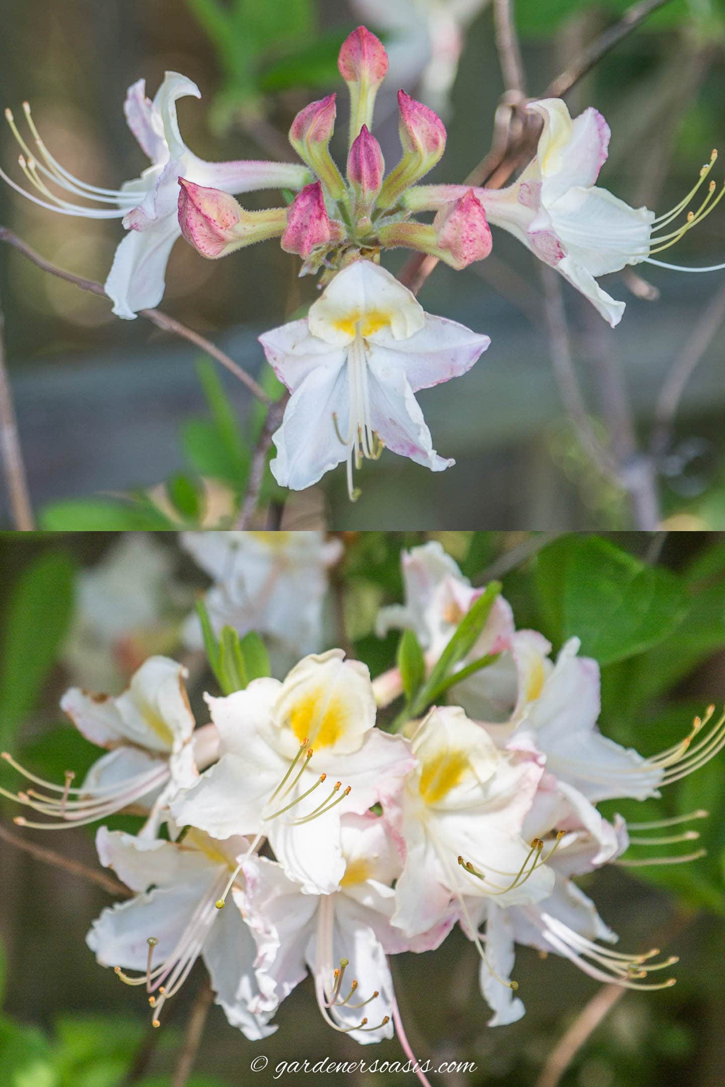 Rhododendron colemanii with pink buds and fully open white and yellow flowers