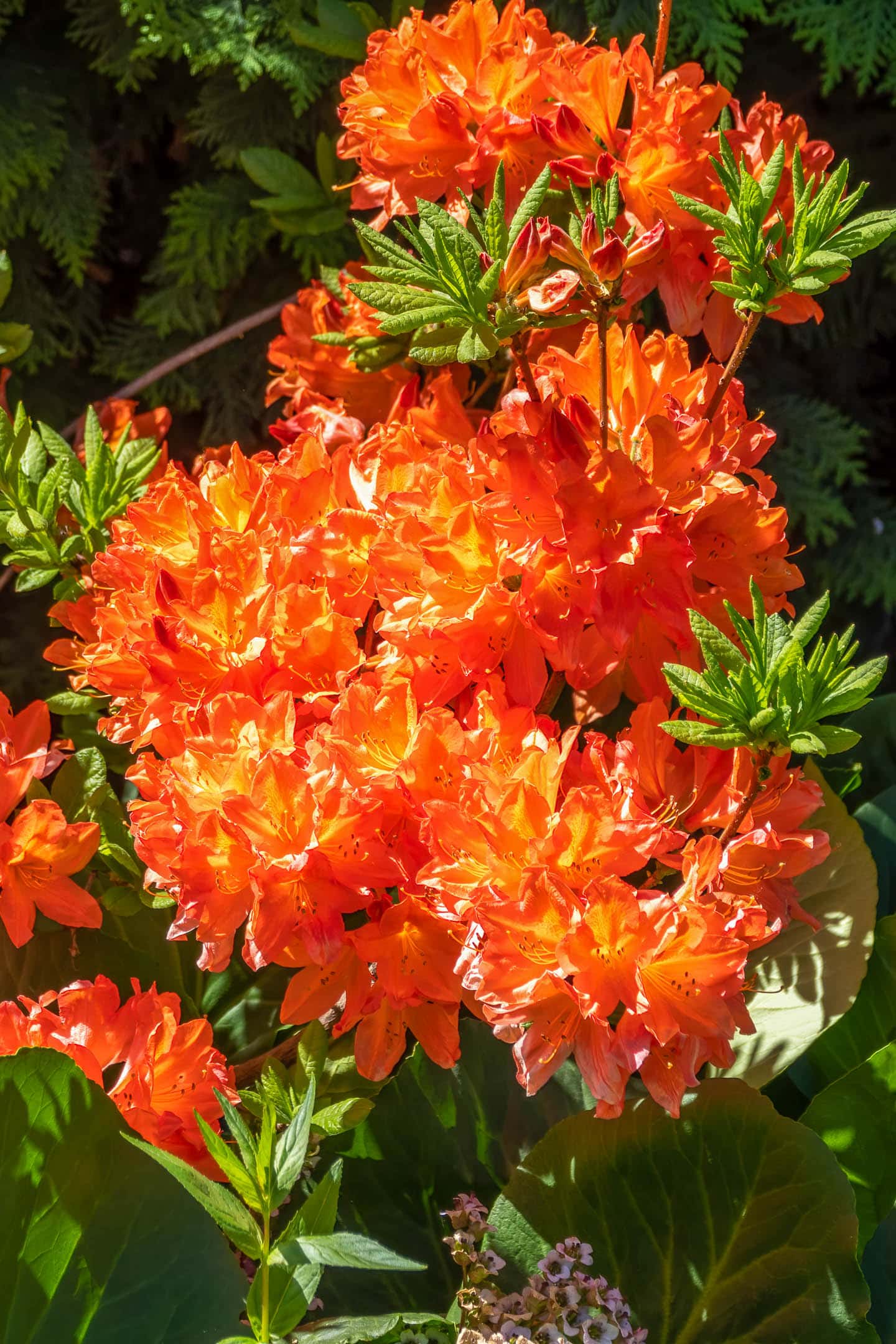 Rhododendron 'Gibraltar' with orange flowers