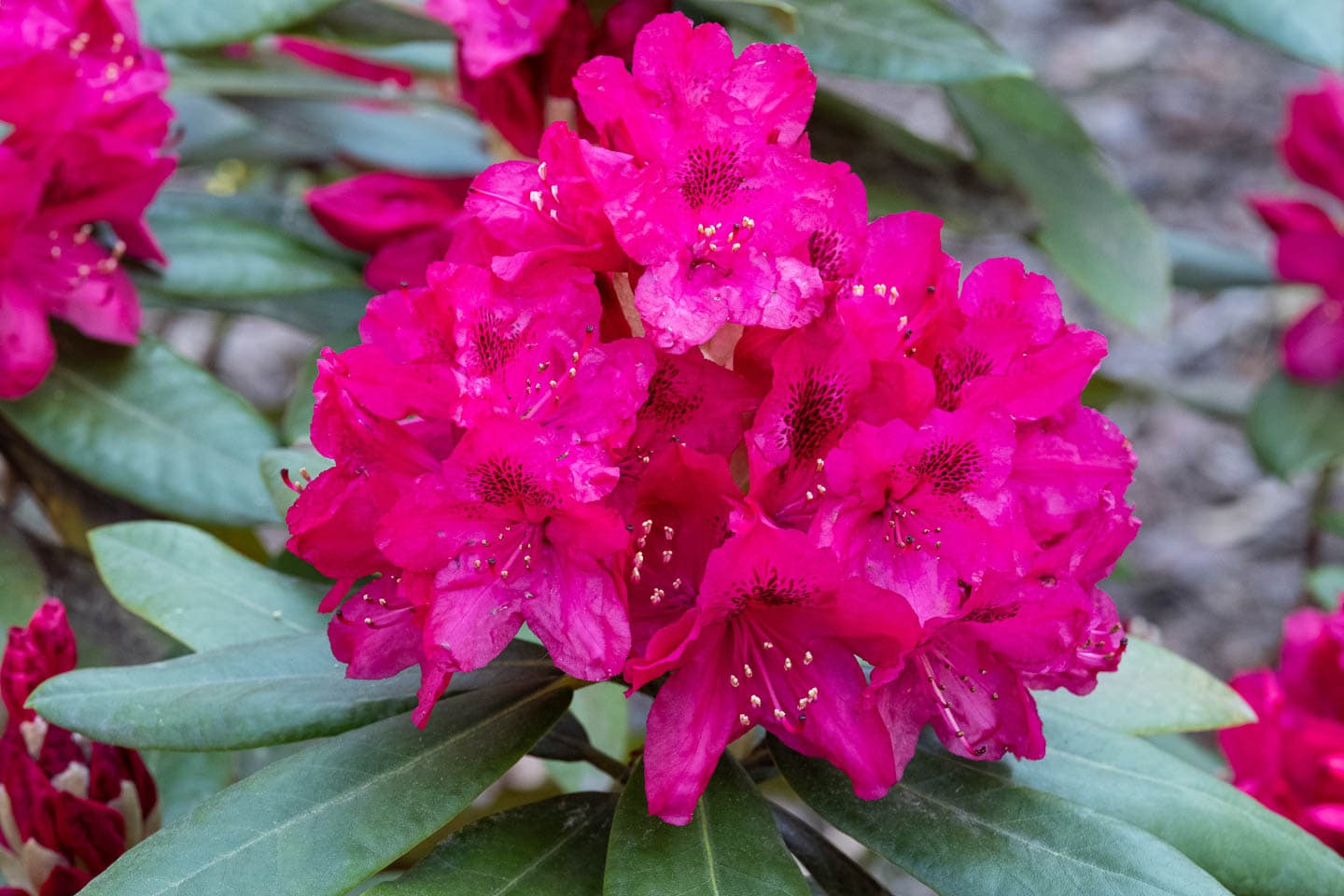 red flowers of Rhododendron 'Nova Zembla'