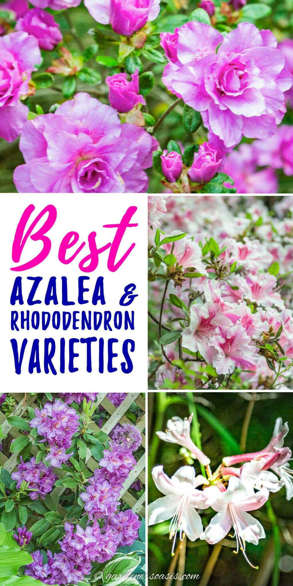 Rhododendron Varieties: 10 Of The Best Azaleas And Rhododendrons For ...