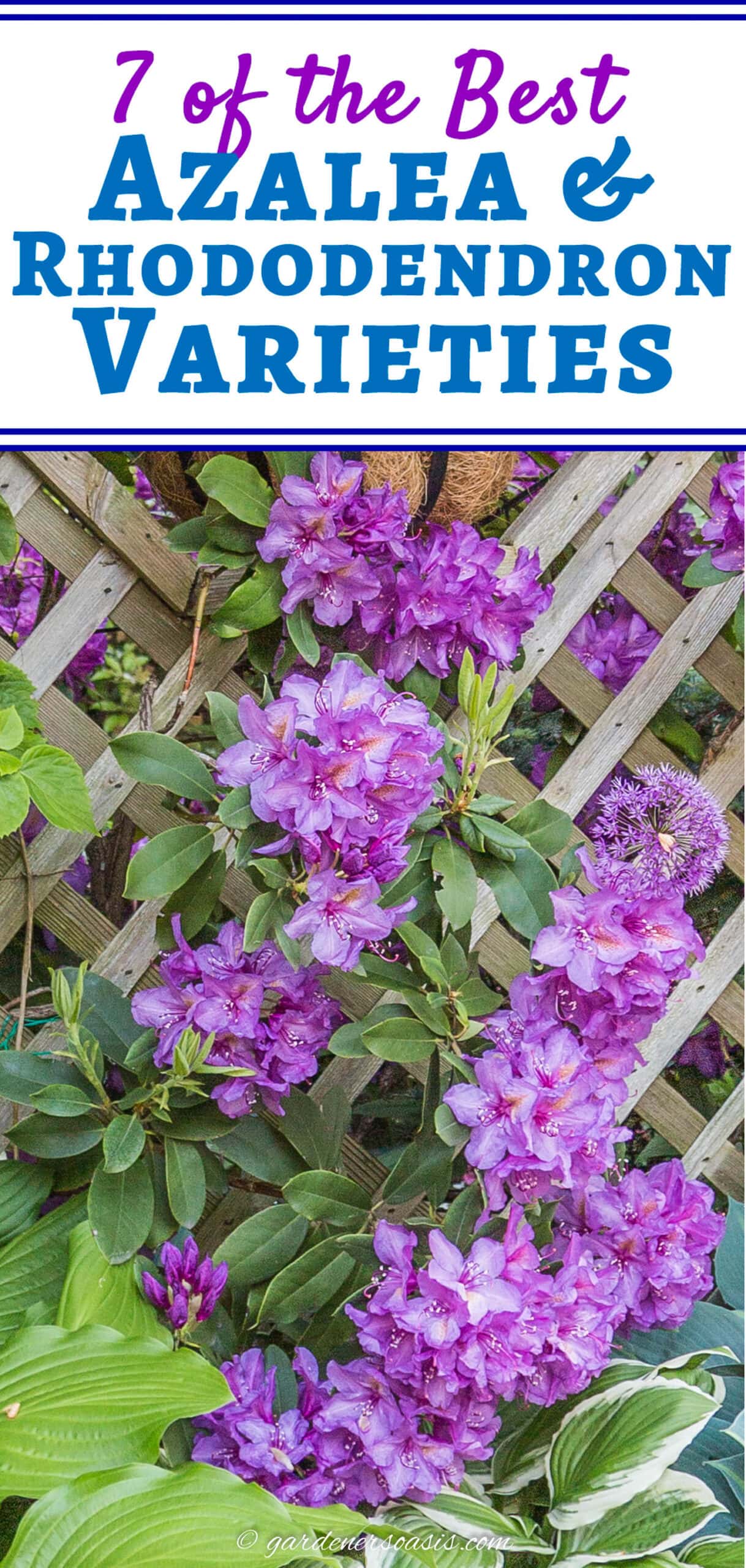 purple-flowered Rhododendron with the text "the best Azalea & Rhododendron varieties" on the top