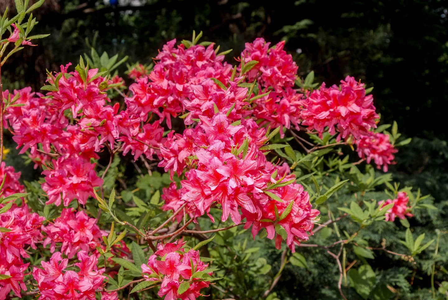 Rosy Lights Azalea with pink flowers