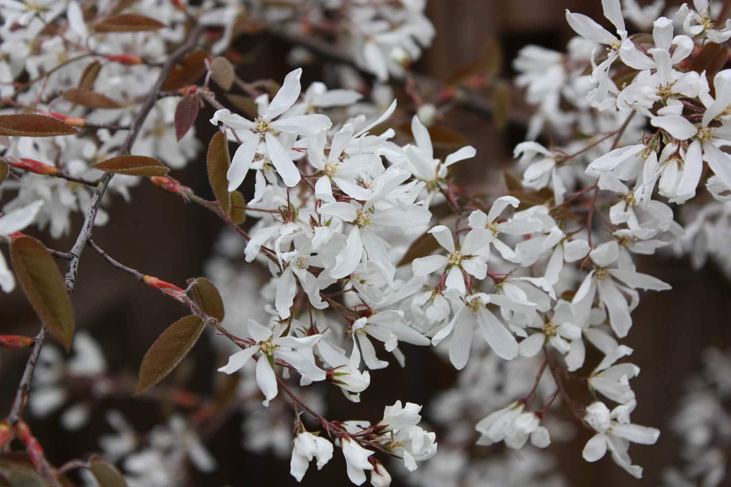 Saskatoon serviceberry (Amelanchiea) white flowers in early spring