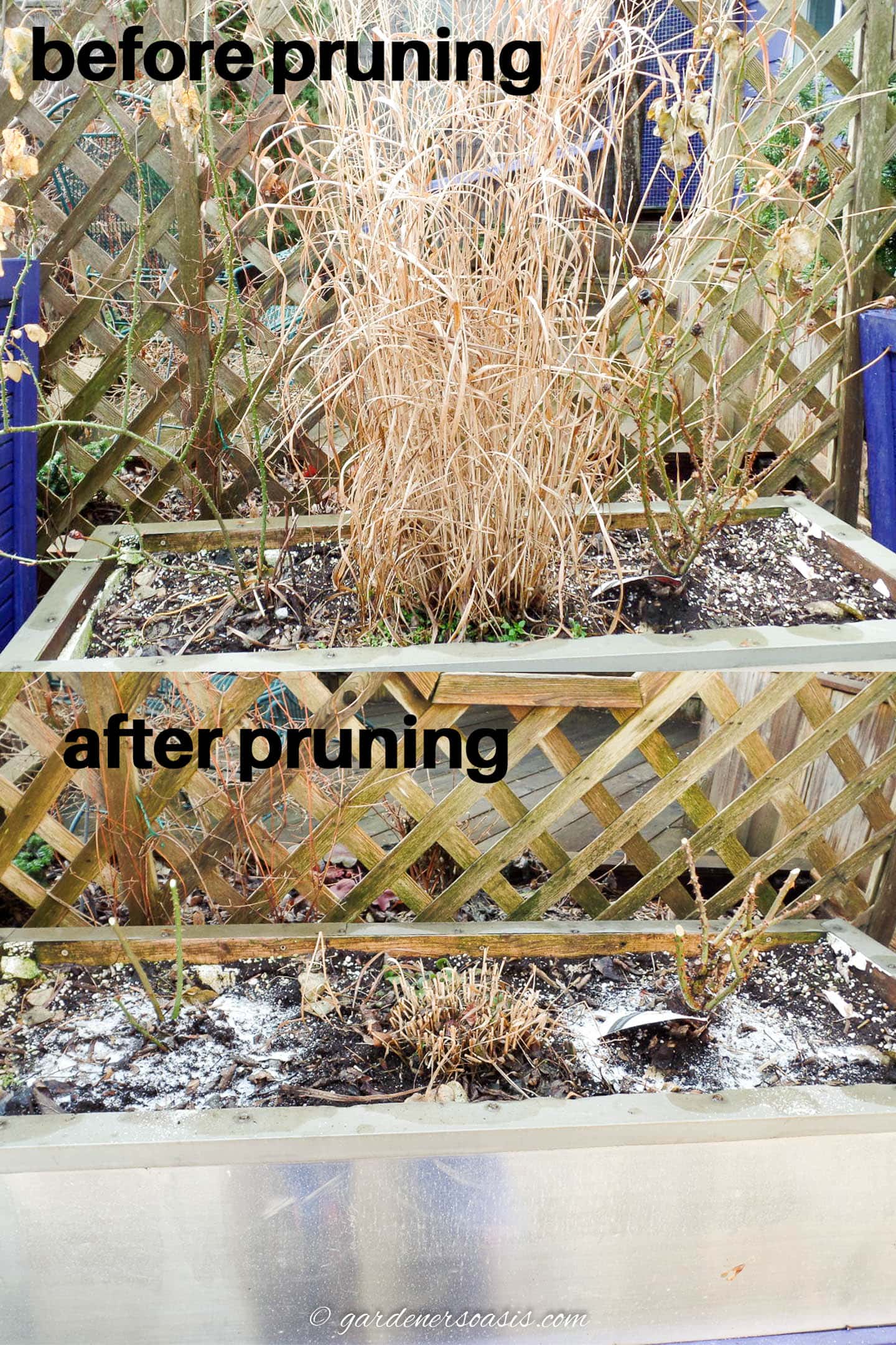 perennials before and after pruning in the spring