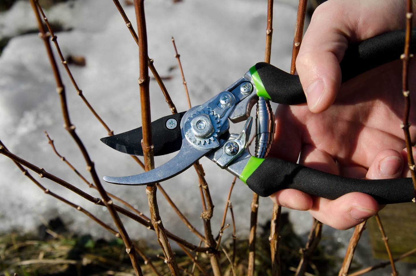 Bush being pruned with pruning shears