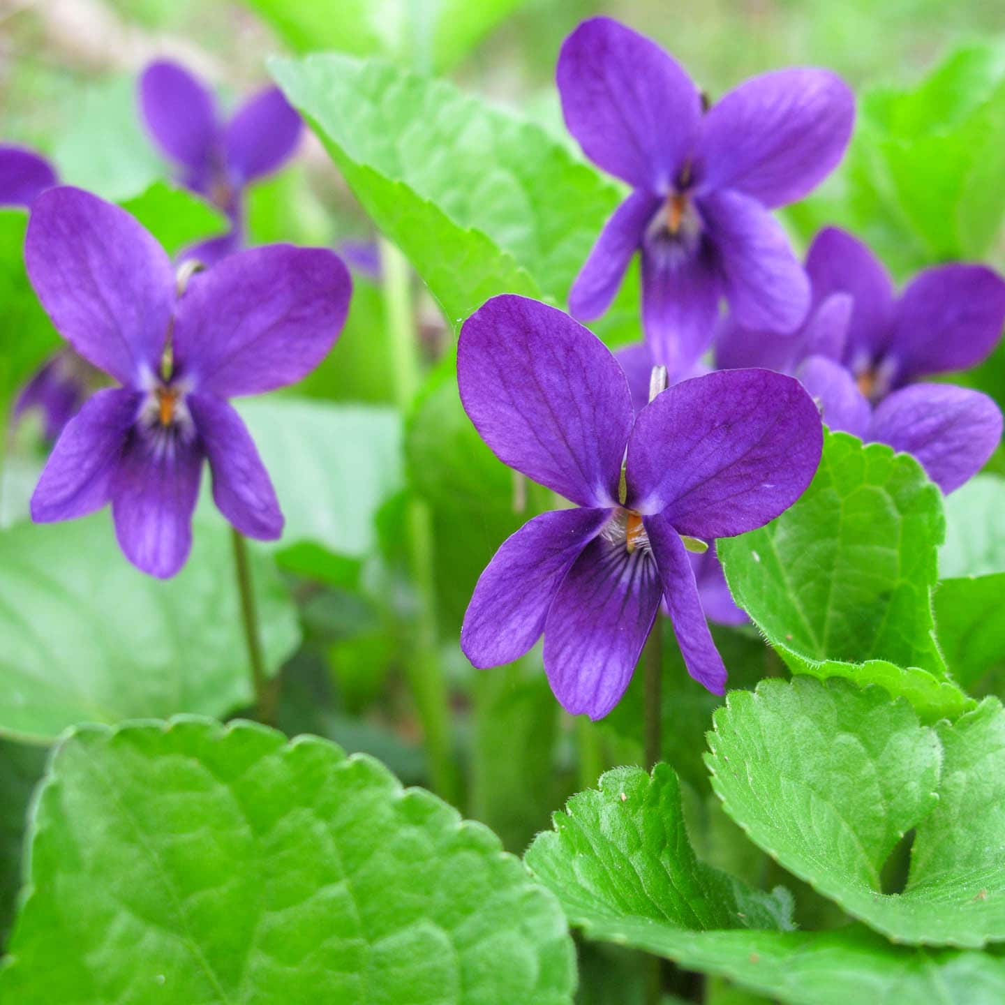 early spring purple viola odorata flowers