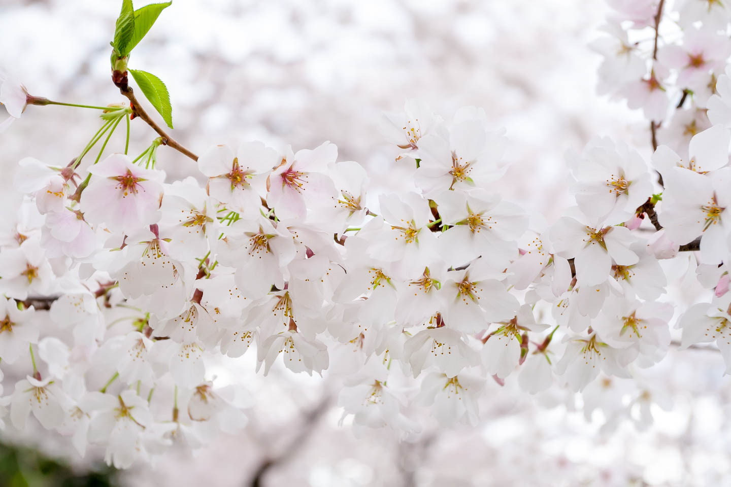 Close up of Yoshino cherry white flowers