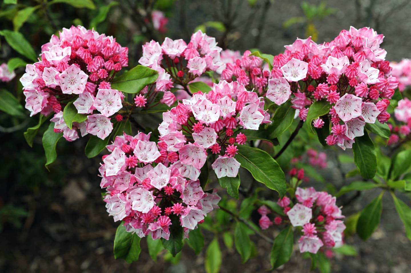 light pink mountain laurel flowers with bright pink buds
