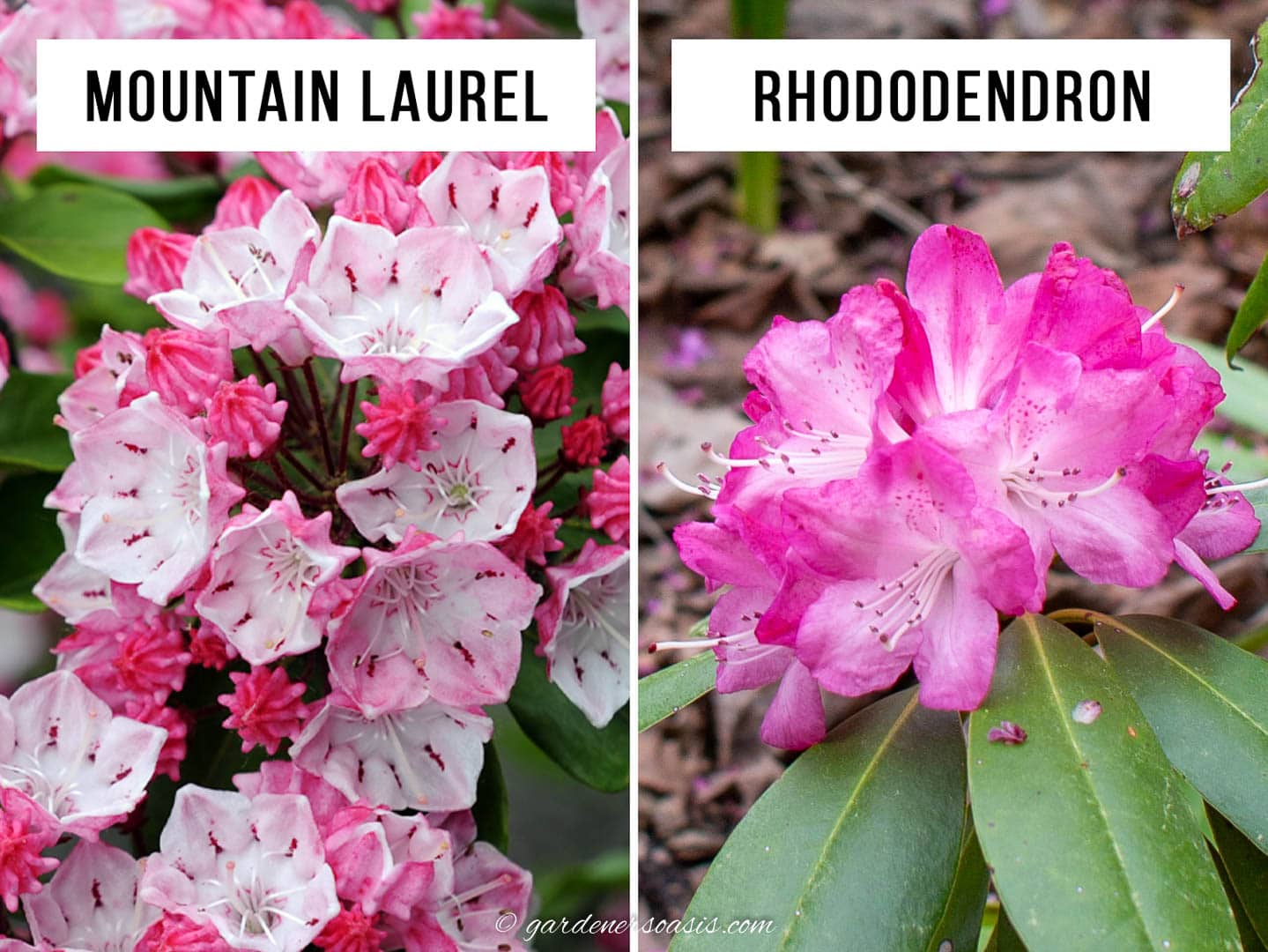 Mountain Laurel vs Rhododendron flower shape