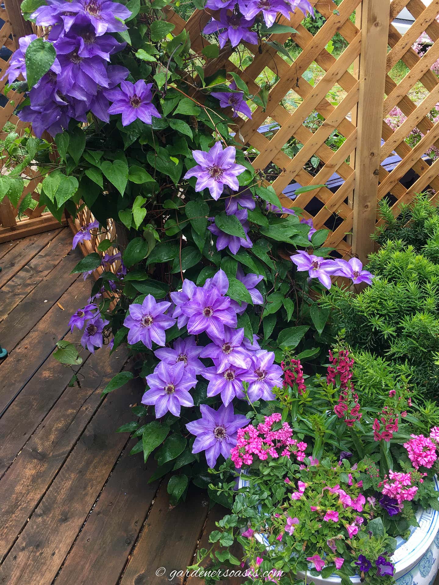 clematis growing up a lattice fence beside the deck