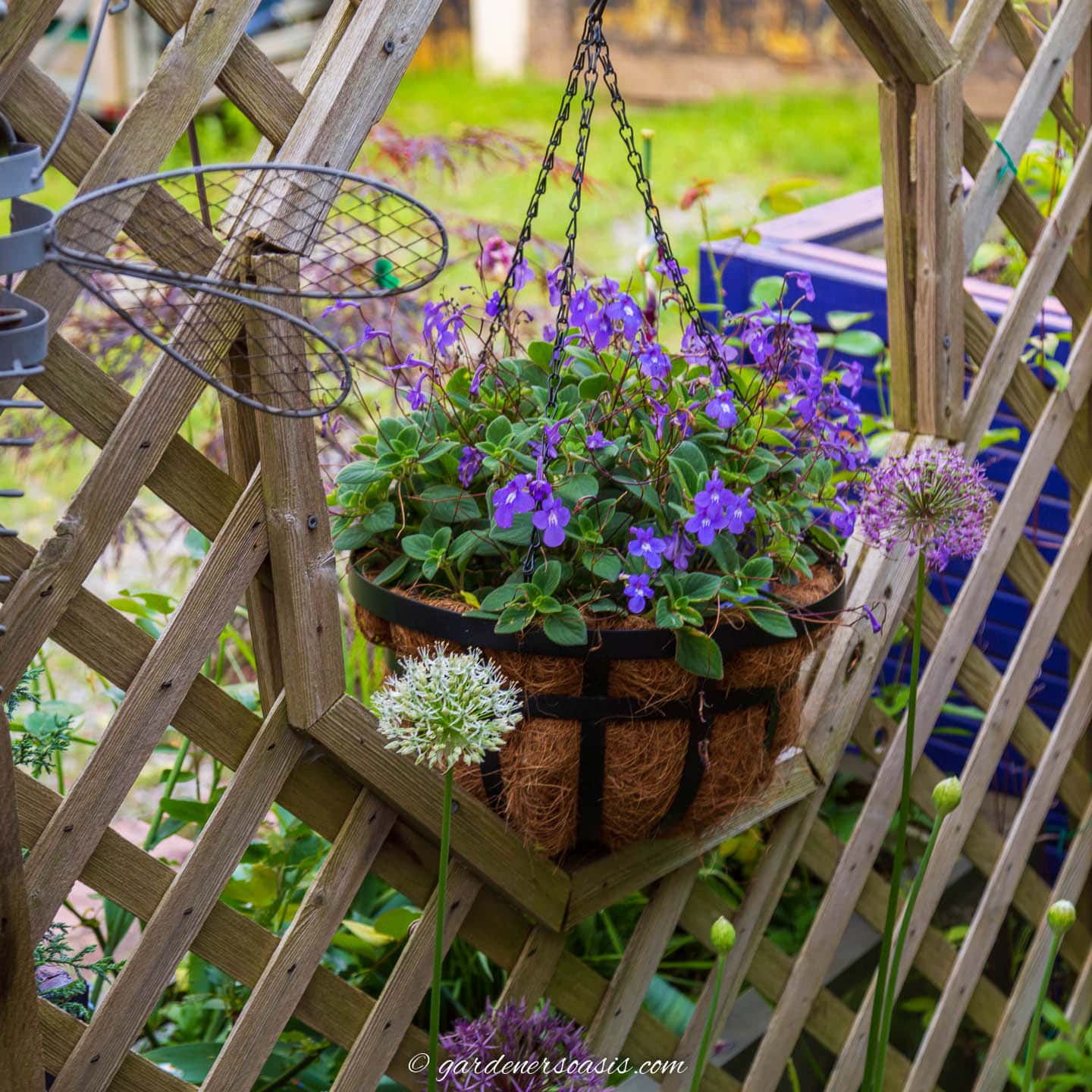 blue flowering hanging basket hung in a hole in the fence