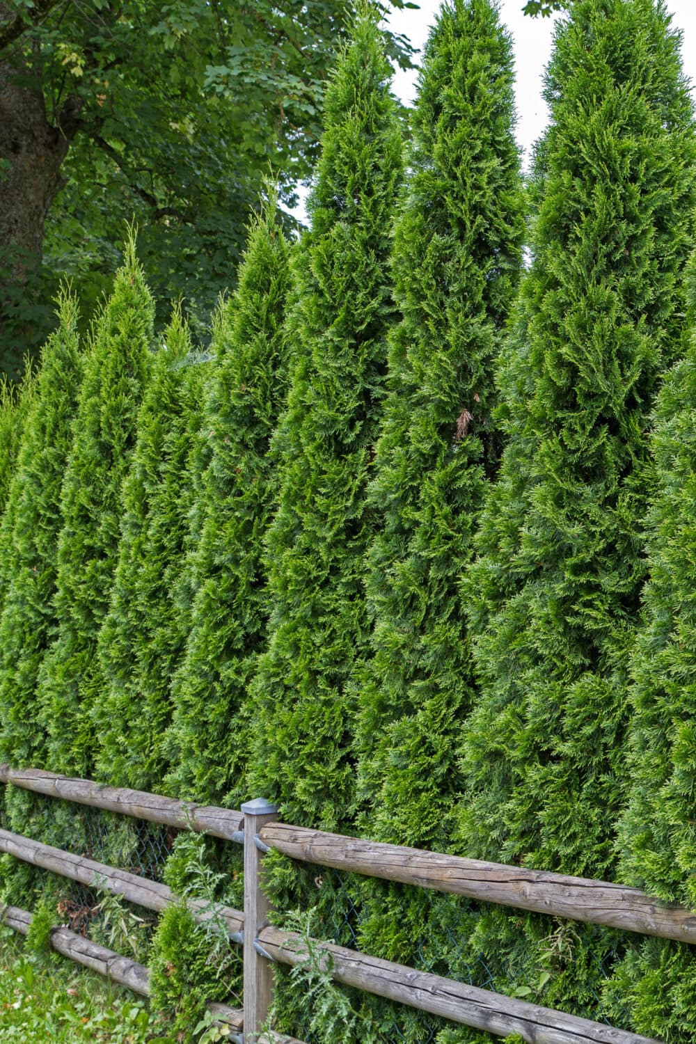 Privacy Hedging Best Evergreen Plants For A Privacy Hedge