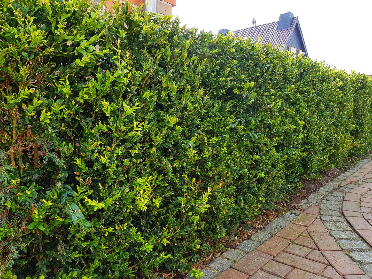 Tall, pruned boxwood privacy hedge