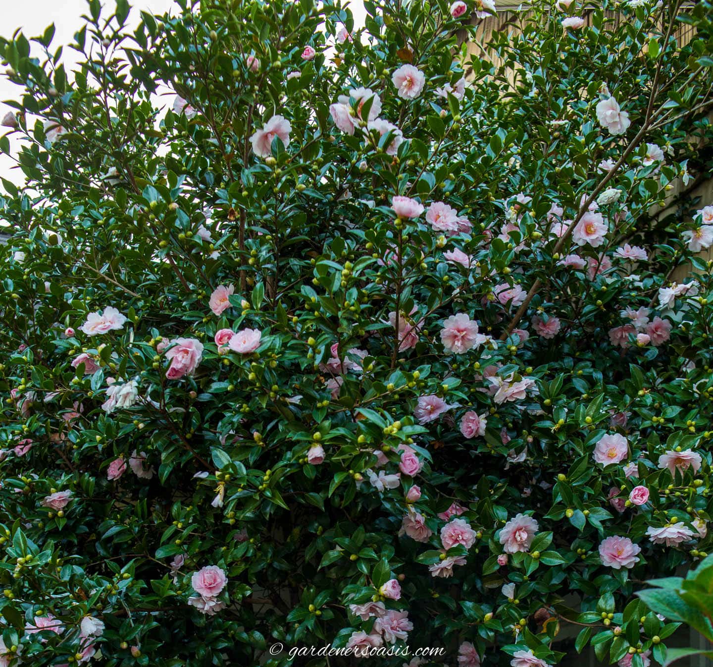 J.W. Davis Camellia with pink flowers blooming in the winter