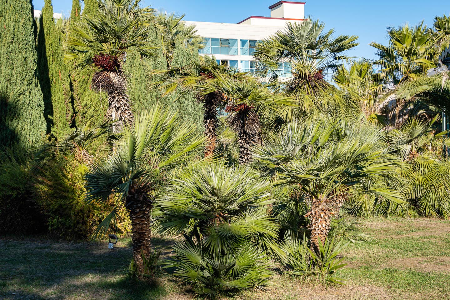 European fan palm grown as a privacy hedge