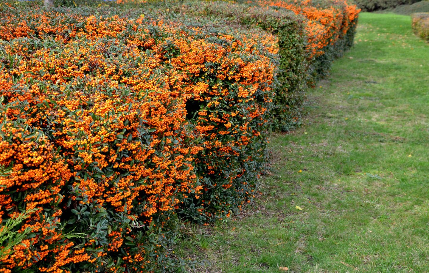 Firethorn hedge