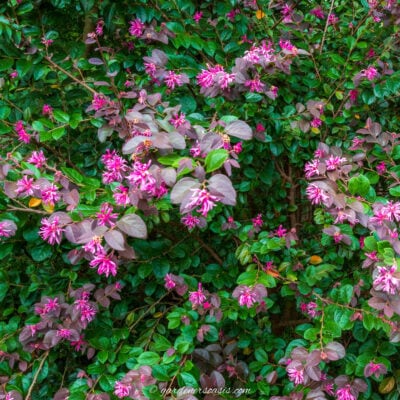 evergreen privacy hedge plant - fringe flower in bloom