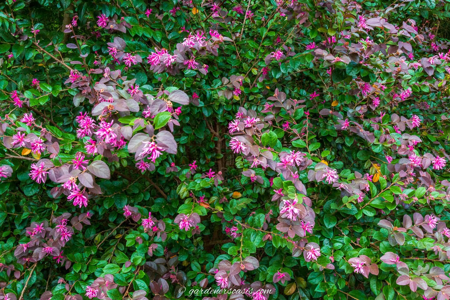 Fringe flower shrub with pink flowers