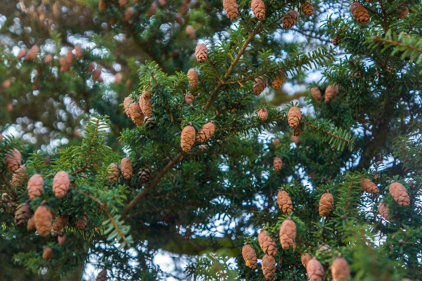 Canadian hemlock branches with pine cones