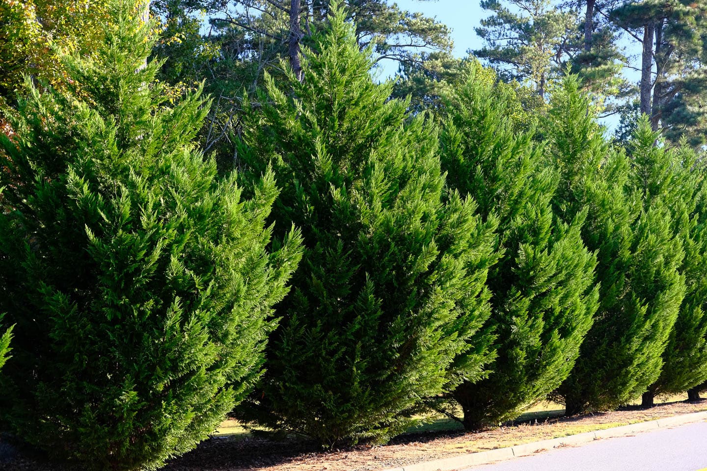 A Leyland cypress evergreen privacy hedge