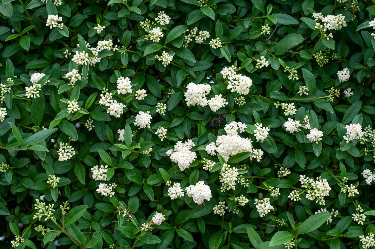 Privet shrub with white flowers