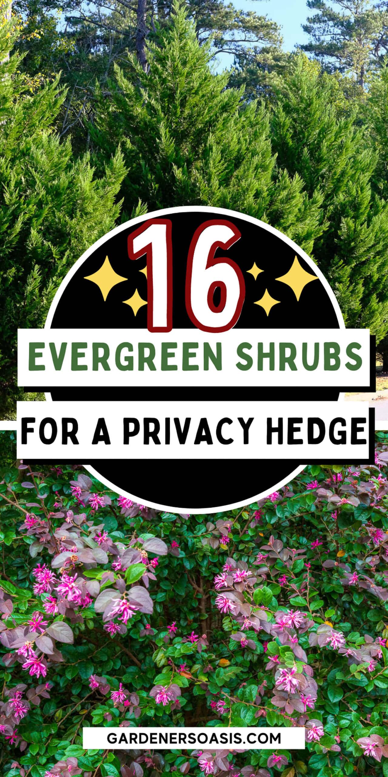 Best Evergreen Plants For A Privacy Hedge