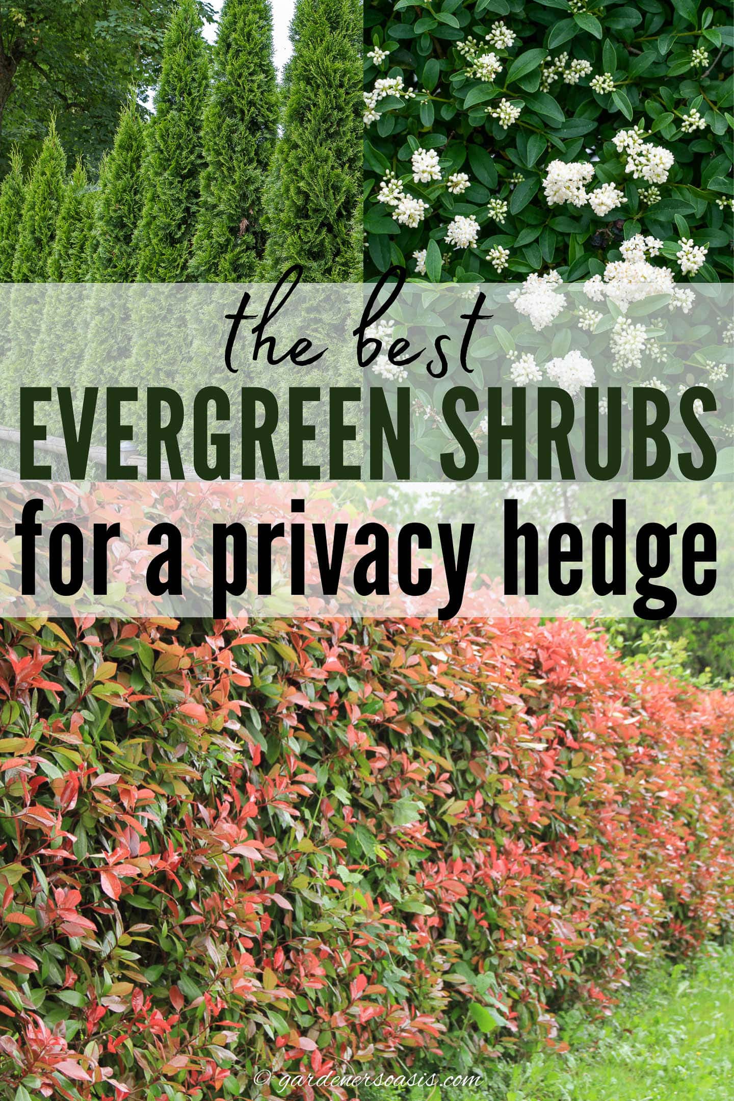 Best Evergreen Plants For A Privacy Hedge   Gardener's Oasis
