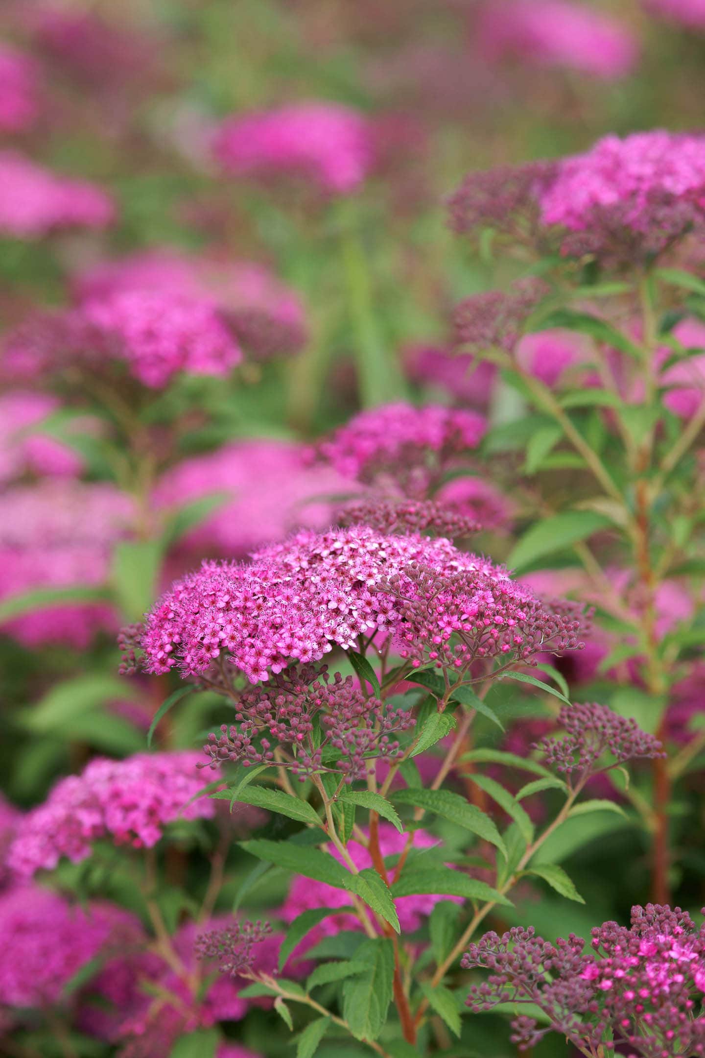 pink blooms of Spirea 'Anthony Waterer'