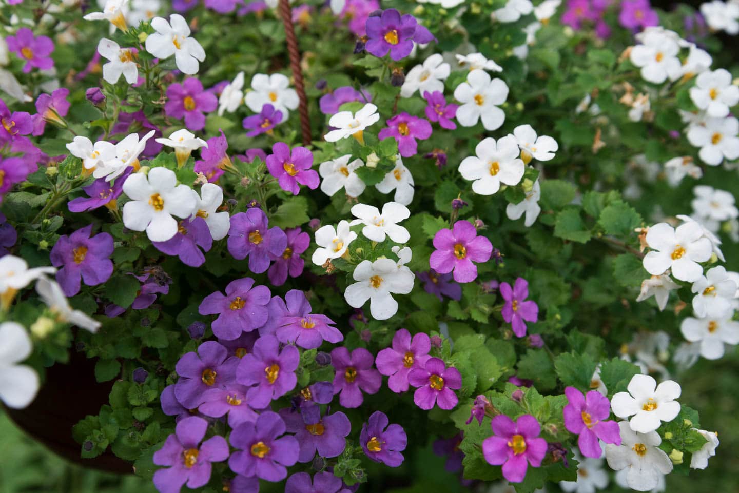 pink, white and purple bacopa flowers