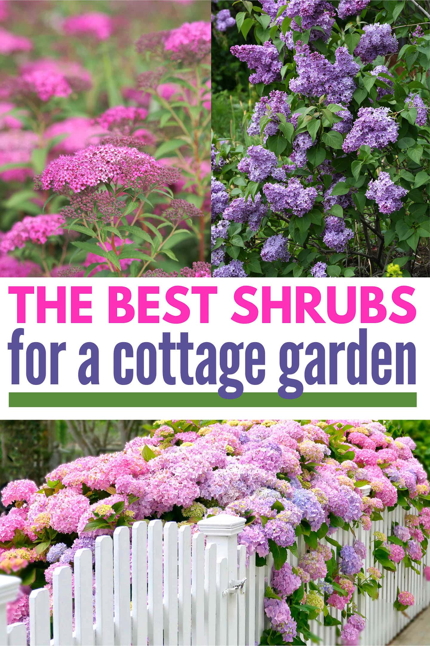 The best shrubs for a cottage garden, including Anthony Waterer spirea, lilacs and Hydrangea macrophylla