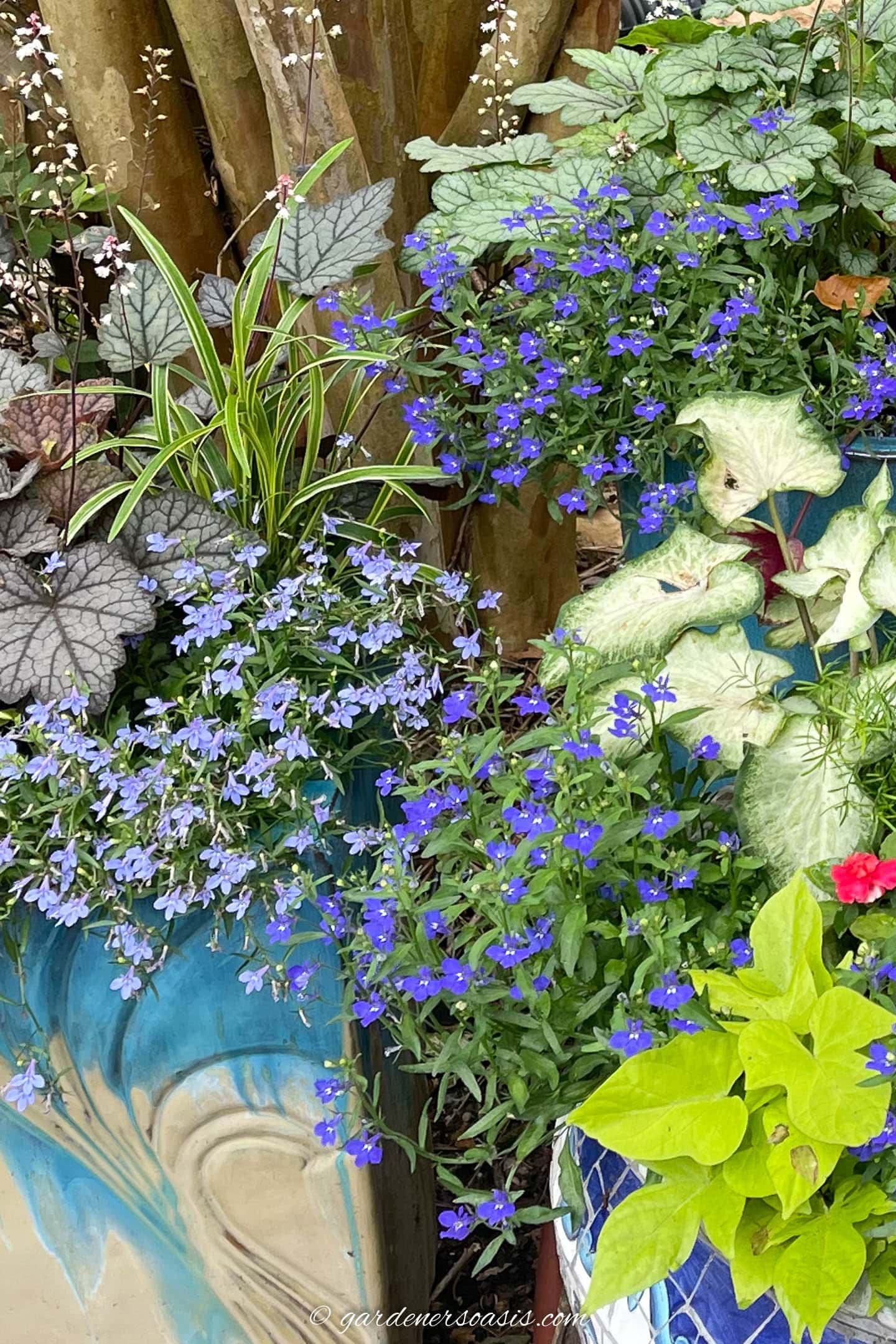 Blue trailing lobellia in pots with Heuchera, Calladiums and Sweet potato vine