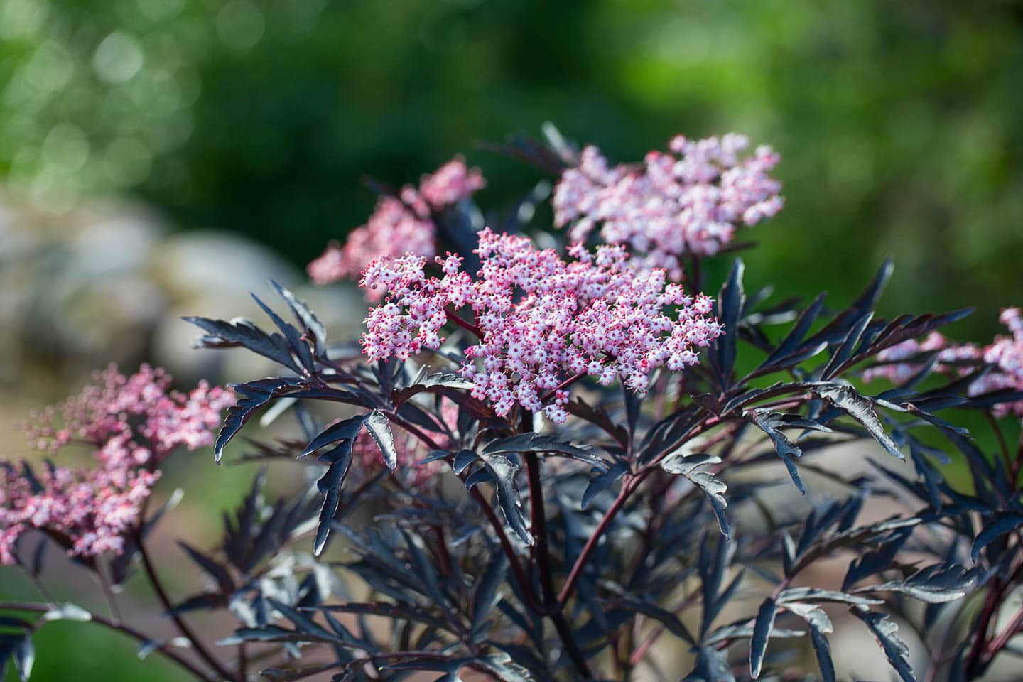 black lace elderberry with pink blooms