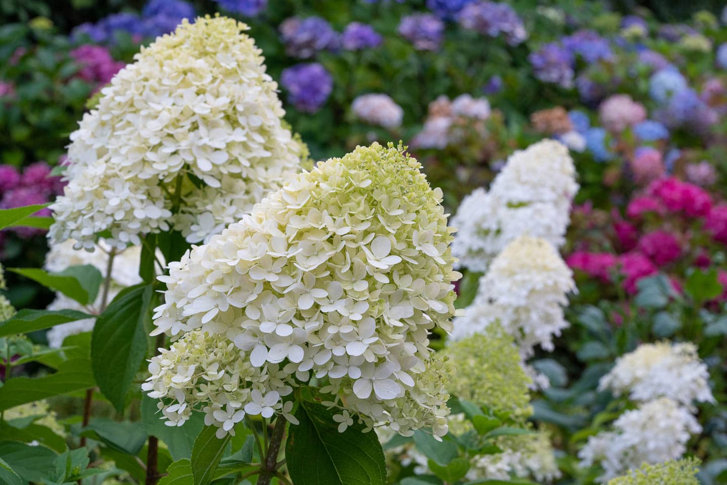 White Hydrangea paniculata blooms with a cottage garden in the background