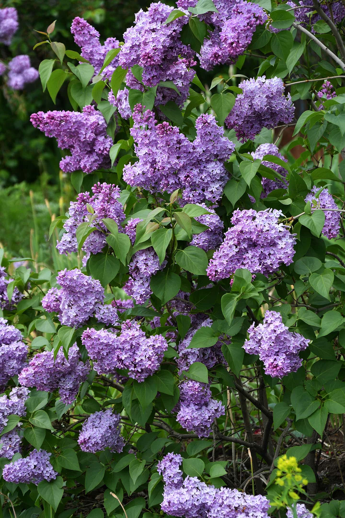 lilac with purple blooms
