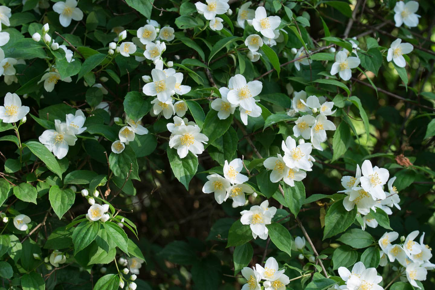 mockorange blooms - white flowers with yellow centers