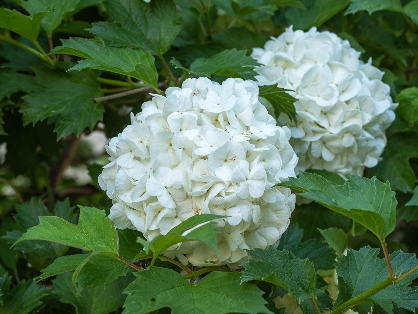 Viburnum white flowers