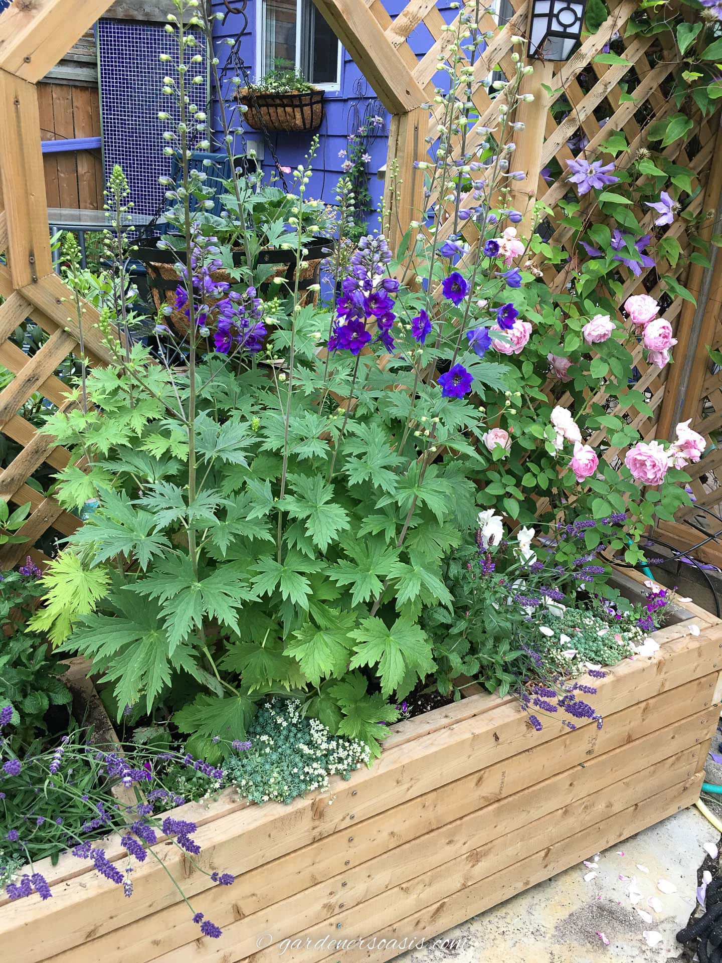 Delphiniums and roses growing in a large DIY planter box in front of a wooden fence