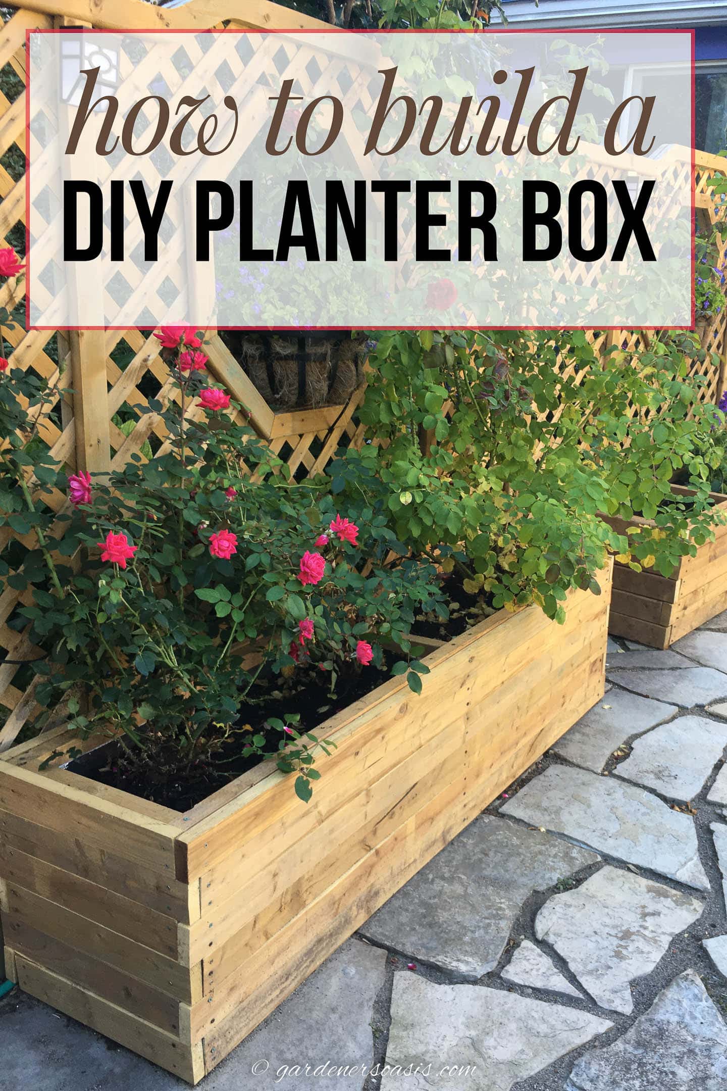 Large DIY planter box filled with roses with the text "How to build a DIY planter box" across the top