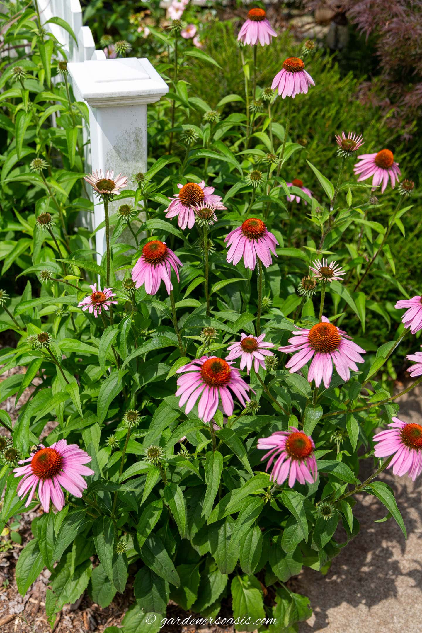 Echinacea growing around a white fence