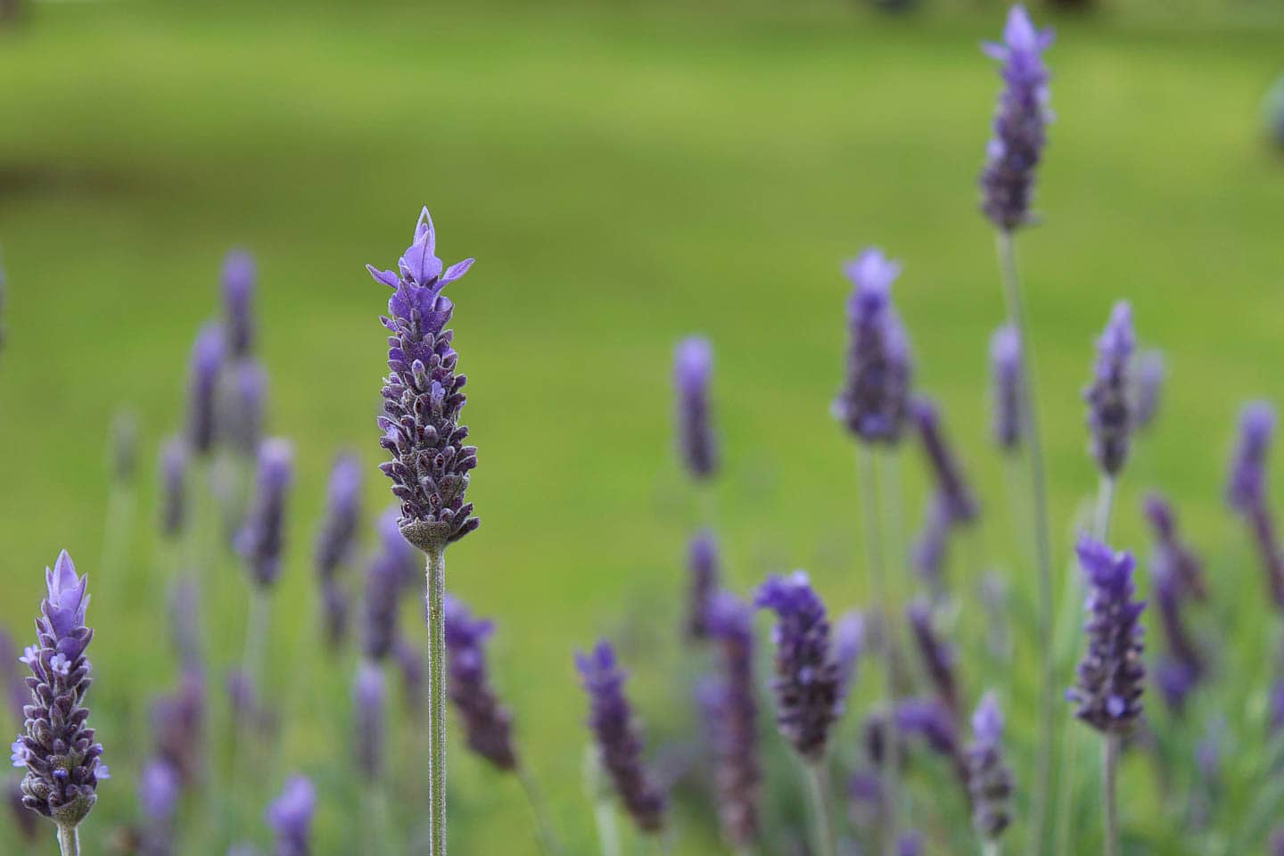 Close up of French Lavender blooms
