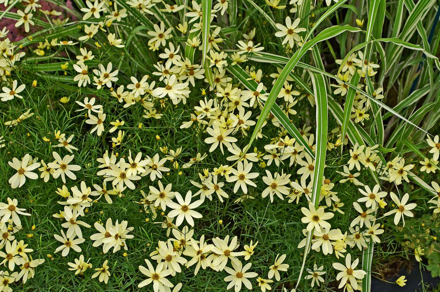 Yellow 'Moonbeam' Coreopsis flowers