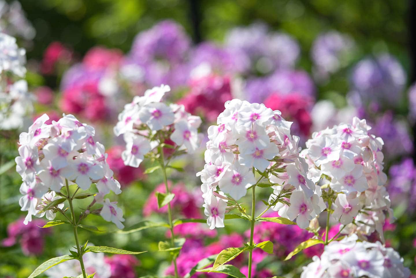 Close up of long blooming garden phlox with white and pink flowers