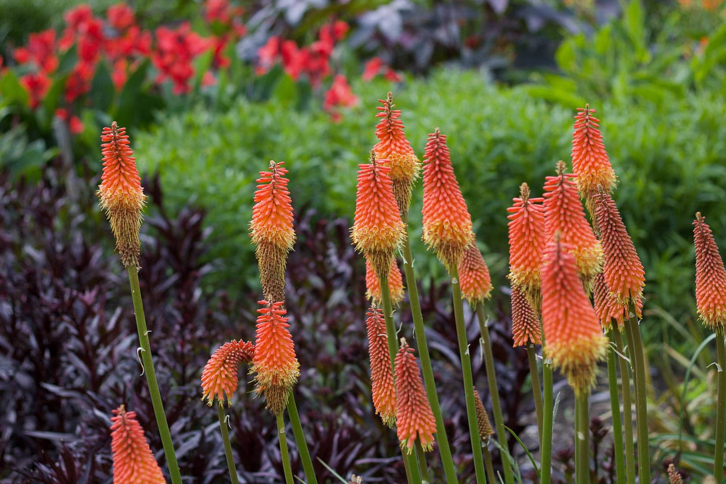 close up of long blooming red hot poker