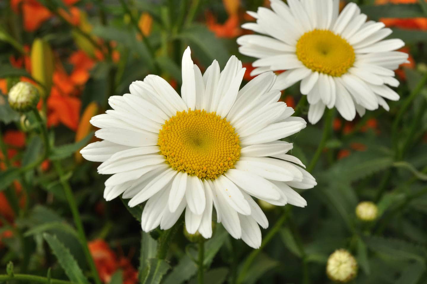 Close up of white and yellow shasta daisy blooms