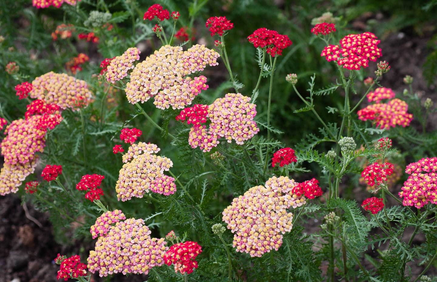 close up of red and pink yarrow blooms