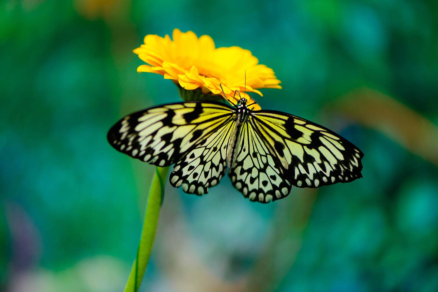 butterfly on a yellow flowers